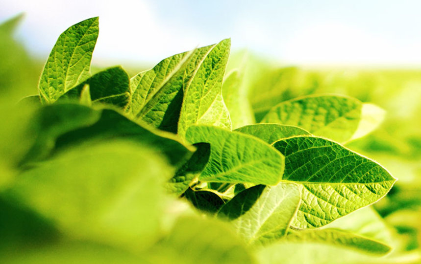 Close-up view of soybeans in a large farm.